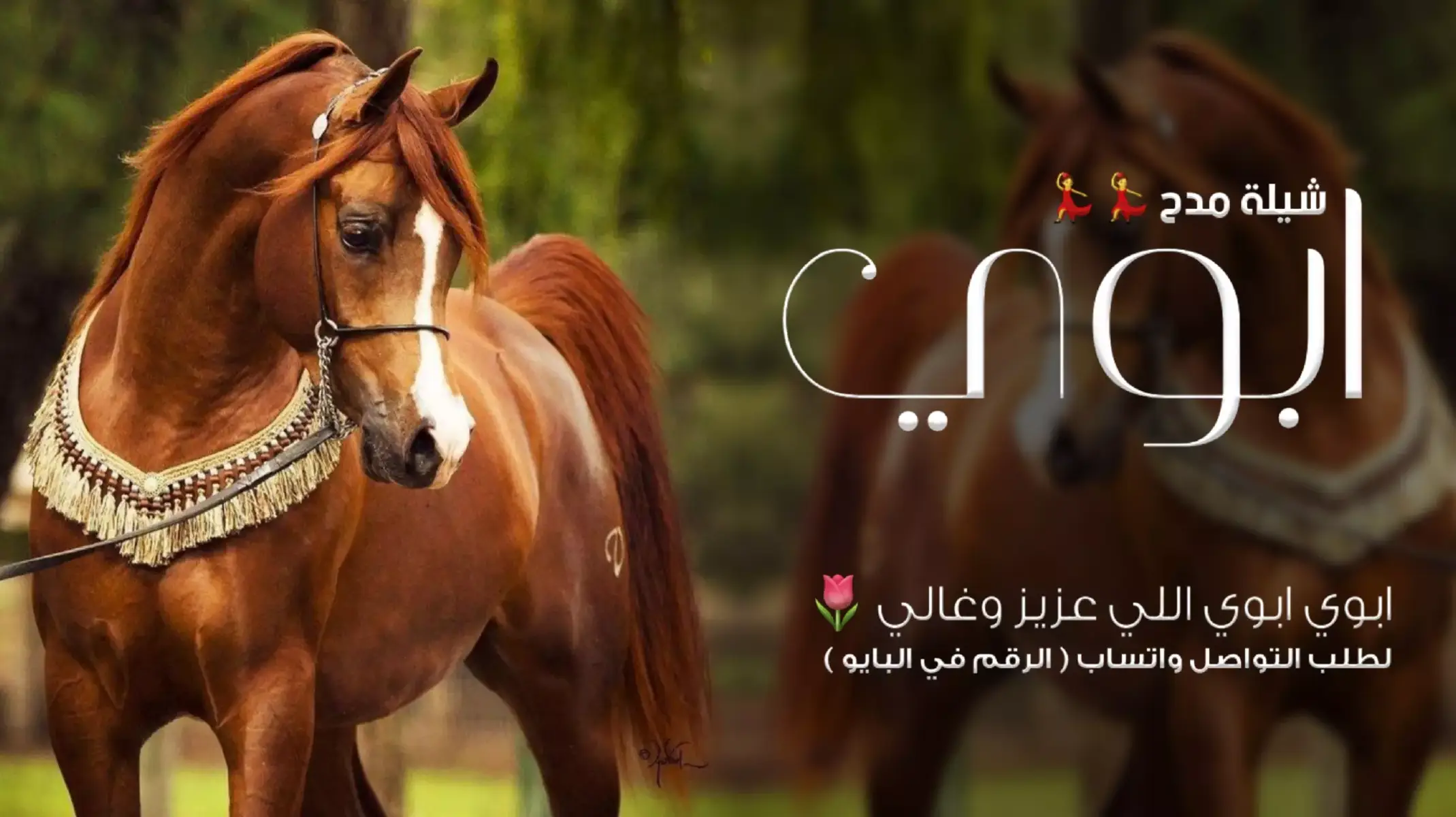 #شيلة_مدح_ابوي #شيلة_ترحيب_غالي  #ارحبو_ثم_ارحبو #شيلات_تراحيب_جديد_طرب  #شيلات_استقبال #الضيوف_شيلات