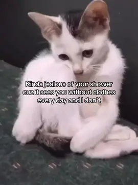 lmao #fyp #catmeme #joke #cattok #couple #Relationship #girlfriend #boyfriend #catsoftiktok #relatablememes #crush 