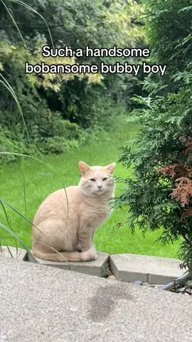 We love you so much NotBaku! #fyp #minnesota #foryou #feral #cat 