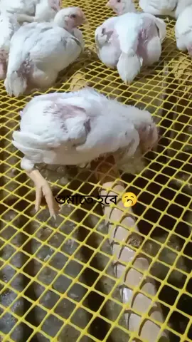 #সাদ #পোল্ট্রি_র্ফাম #tiktok #viralvideo #foryoupage 