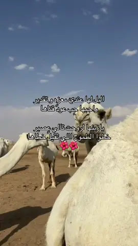 يازين شوف البل 😢#بدو #نياق #لايك__explore___ #حياة #البدو #عتيبه #قحطان #اكسبلورexplore #الاد_حافي #شعر 