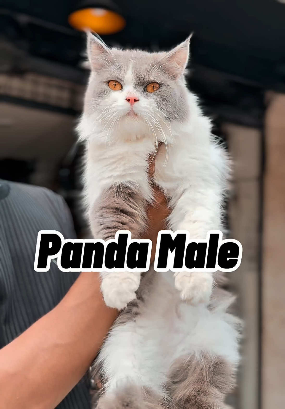 Panda 🐼 Male 😍💞🥰#pakistan #animals #viralvideo #cat #tranding