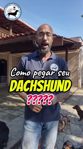 Como pegar seu Dachshund no colo? #health  #dog #dachshund #teckel #saude