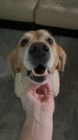 That’s just my baby doggie, who I refuse to accept the fact is getting old. #fyp #goldenretriever #chinscratches 