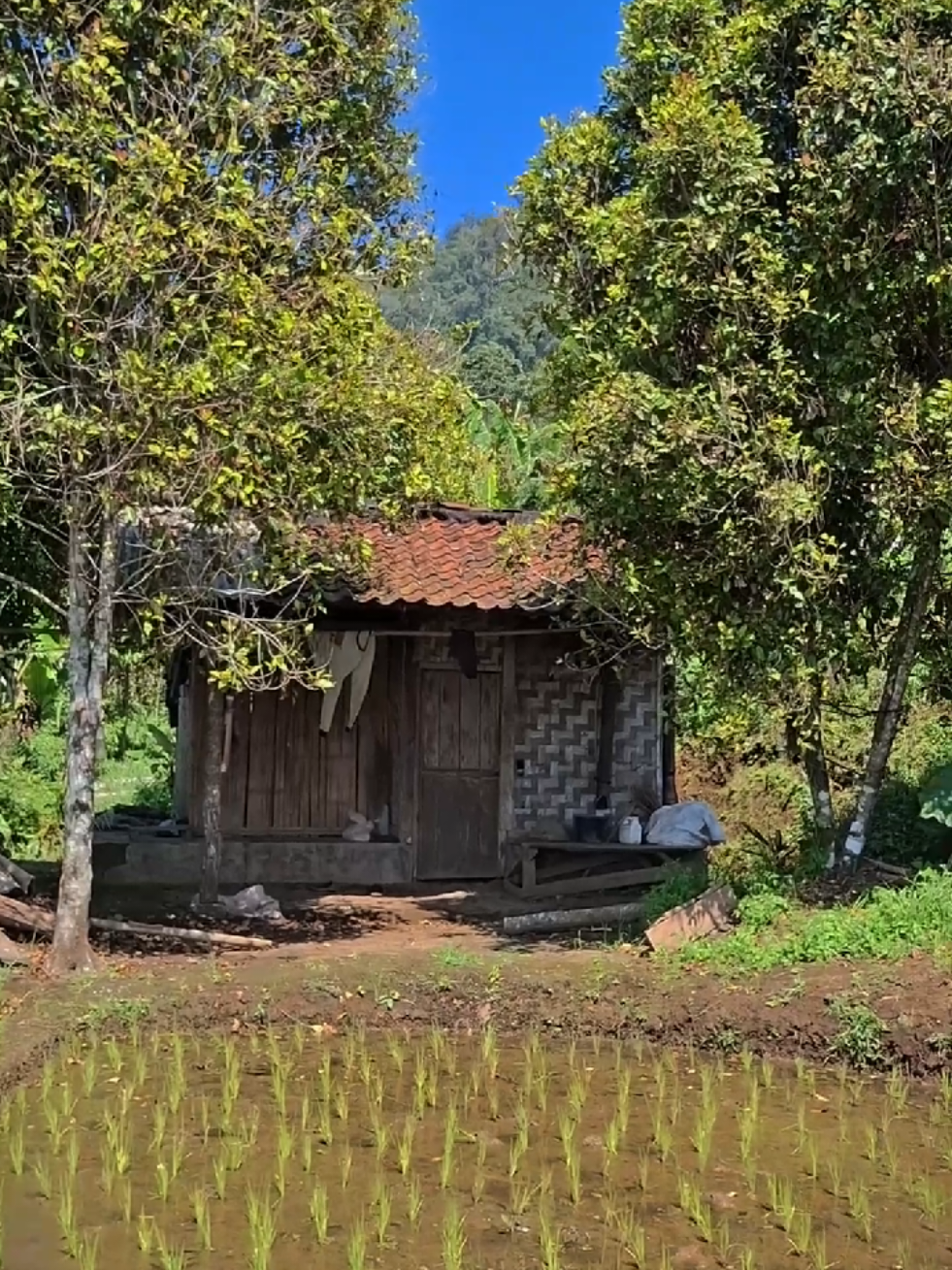 Peace in the countryside. No noise, no rush just pure serenity. Sometimes silence says it all. #CountrysideVibes #VillageLife #ruralEscape #rindukampung #NatureLovers