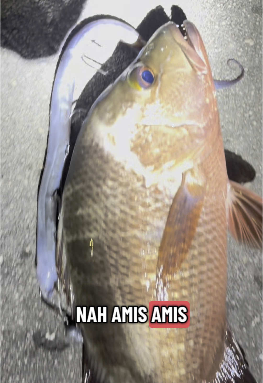 Tutorial cara pasang umpan belut #fishingknot #fishing 