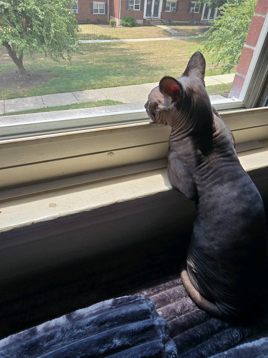 #cat #catsoftiktok 