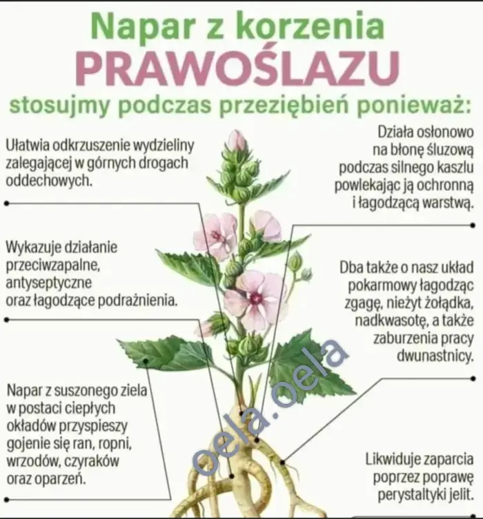 #ziele #zdrowie #zgaga #refluks