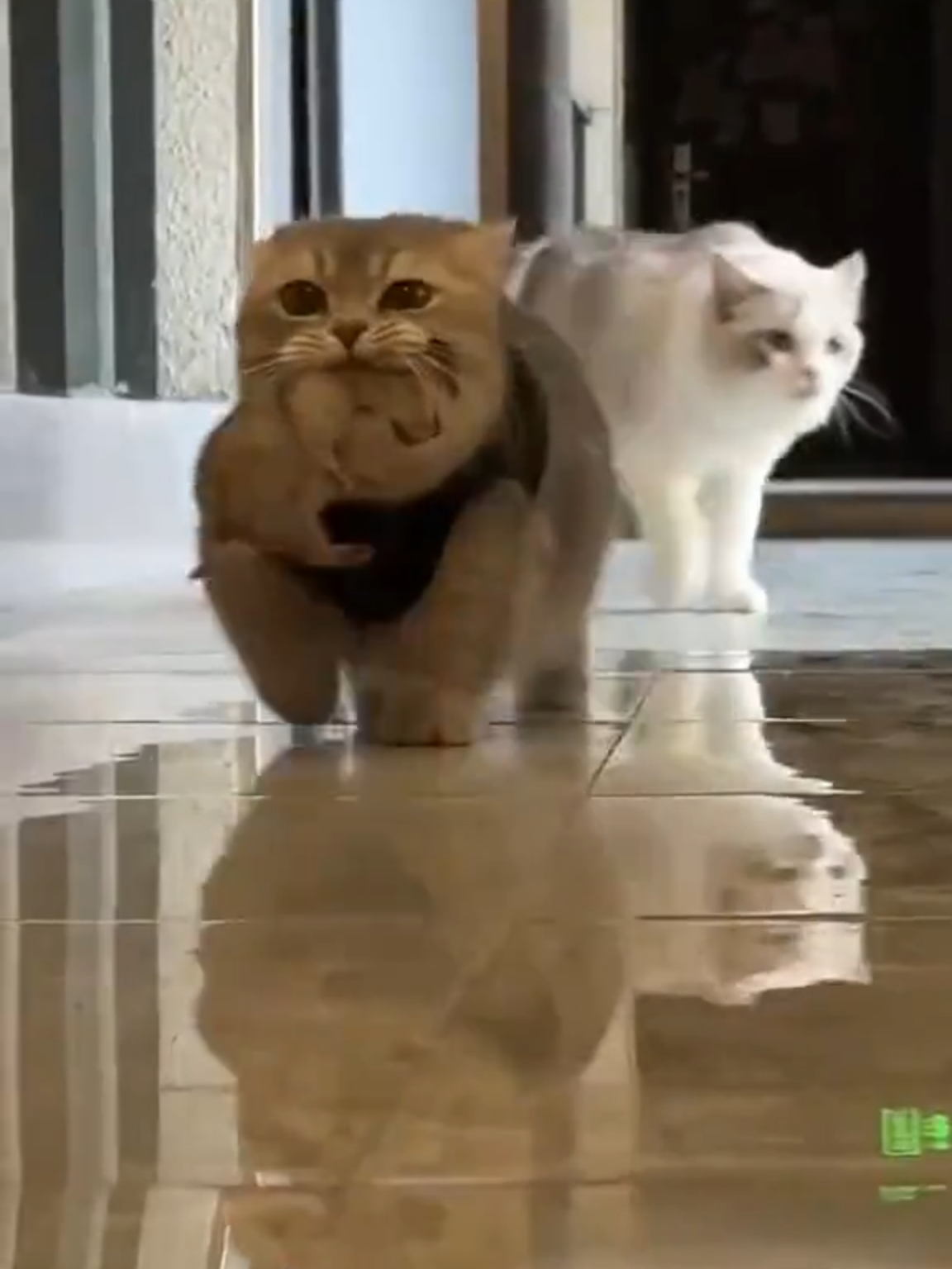 #cat #kitty #fyp
