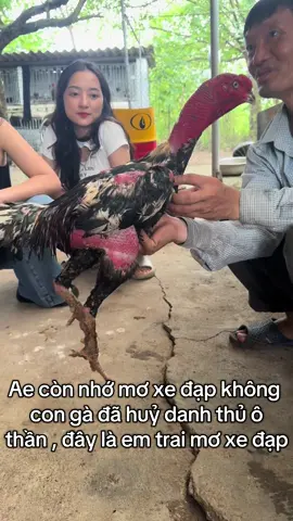 Ae còn nhớ mơ xe đạp không con gà đã huỷ danh thủ ô thần , đây là em trai mơ xe đạp 