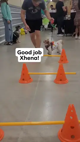 Xhena jumps well 🤩 @EvandaFinlay #dog #shihtzu #shihtzusoftiktok #shihtzupuppy #dogjumping 