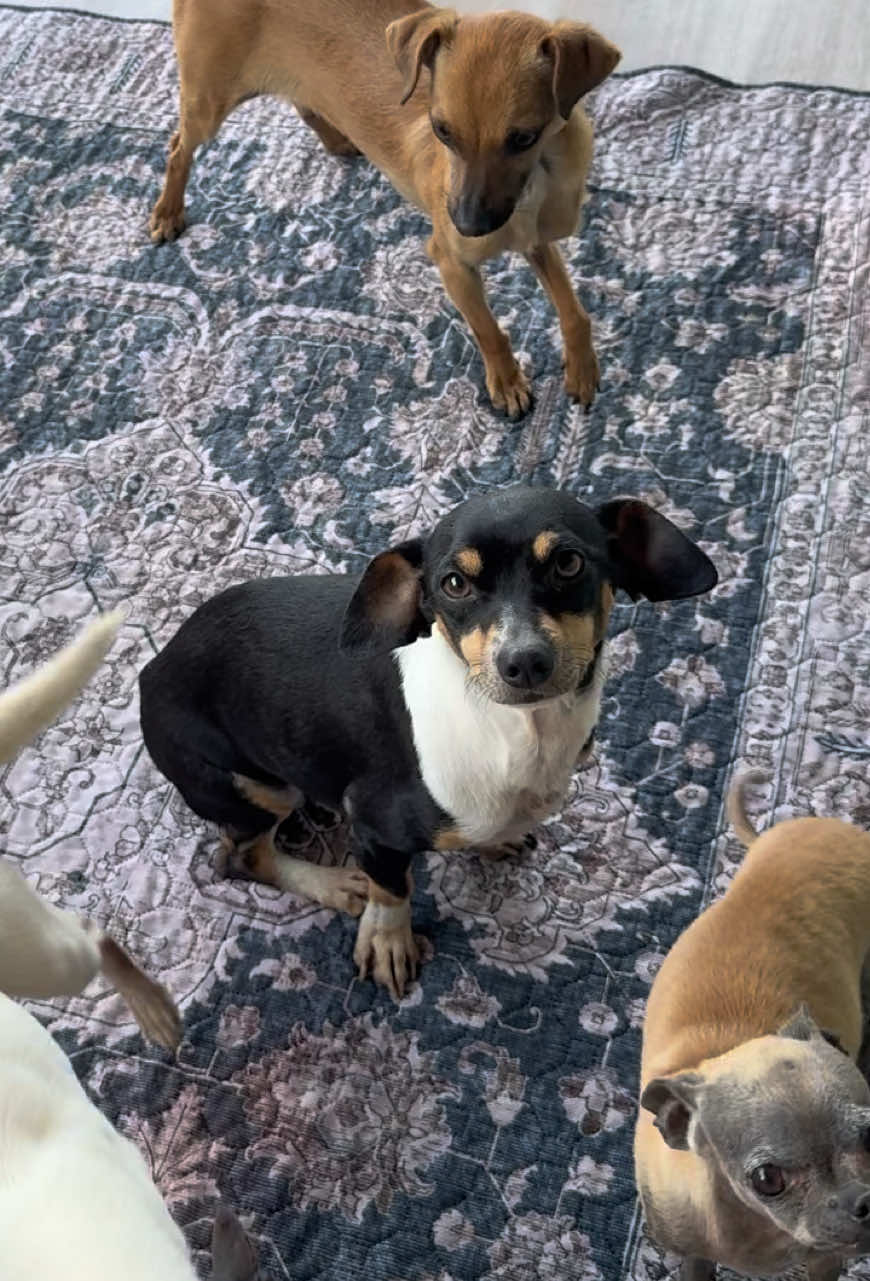 Koda really is an instigator. She loves to get everybody started. In her defense, she will just get everybody all riled up and then she will lay there and let them beat on her. I tell her that’s not a really good thing to teach them lol but they all seem to have fun regardless. Everybody jumped on this bandwagon.😂😂😂 Bglws.Com Https://linktr.ee/bigguylittlesworld