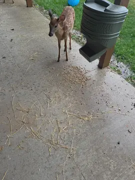 wetness #fawn 