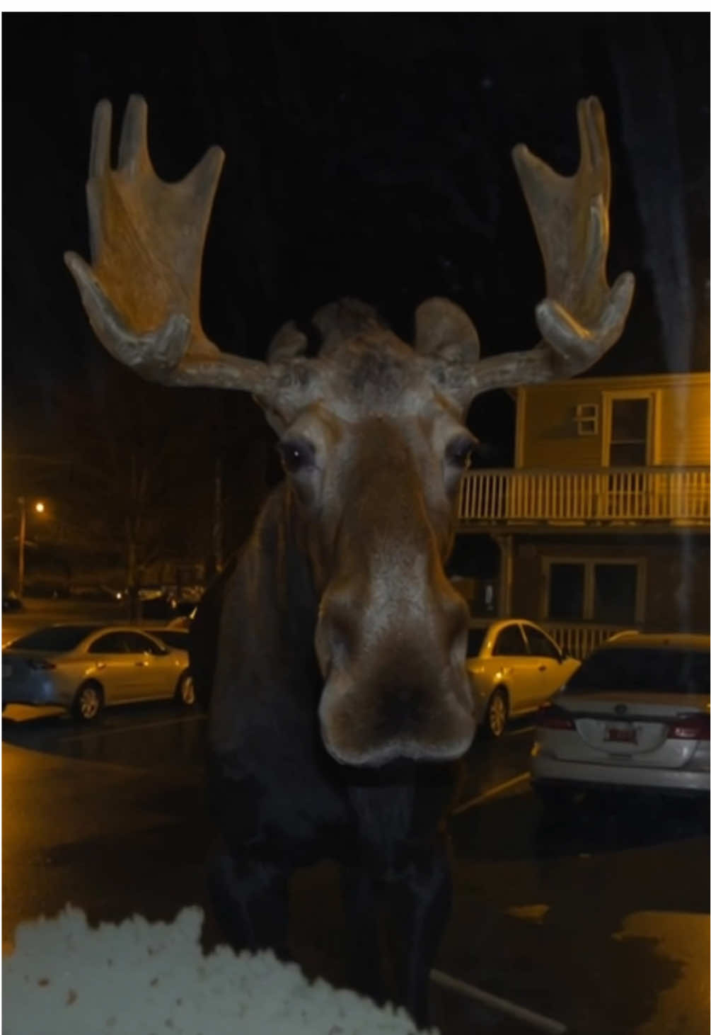 Bro.. #animalsoftiktok #caughtoncamera #scary #elan 