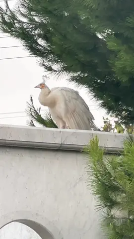 Buenos días 