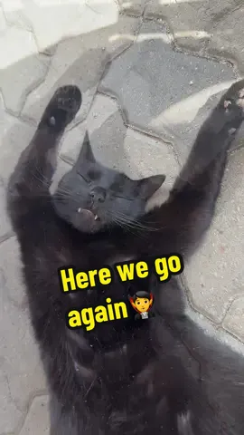 #foryourpage #cats #foryou #explore #catsoftiktok 