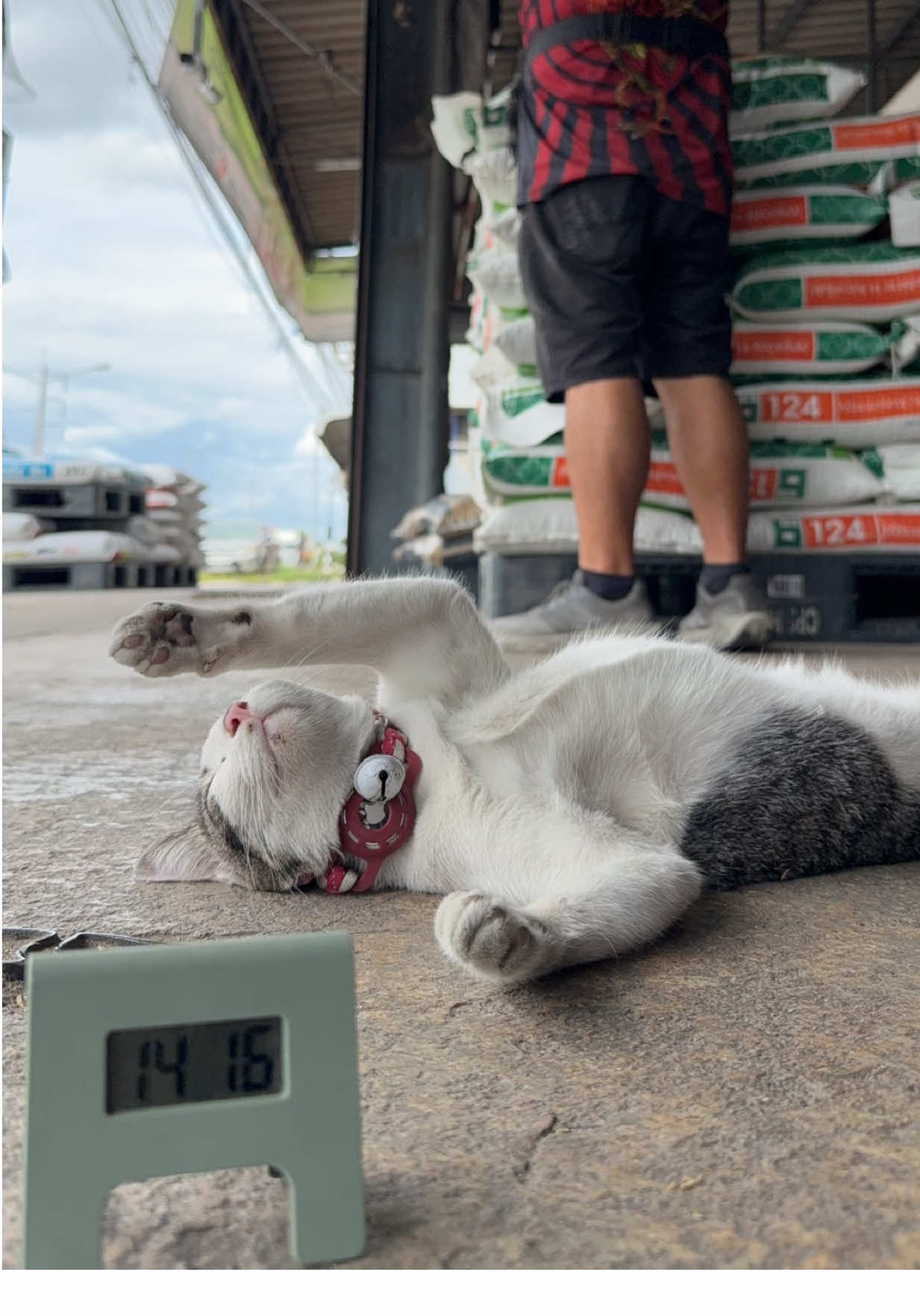 จะรักเพียงแค่คุณไม่ว่าจะอยู่พื้นใด 🐾🐈😺❤️   #cat #cats #แมว #โมโม่แมวนอน #แมวน่ารัก 