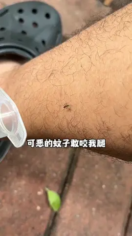 Nếu một con muỗi hung dữ dám cắn chân tôi, tôi sẽ cho nó đi đời