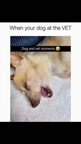 Funny and cute dogs compilation 🤣🥰 #funnydog #funnypet #cutedog #dogoftiktok #doglover #dog 
