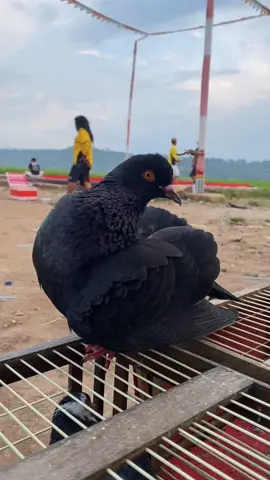 Muda berbakat dan serba bisa 🥰 semoga tambah banyak lagi pialanya 😚  #merpatijuara #merpatikolong #merpatikolongbebas #merpatikolongpekalongan #merpatipekalongan 