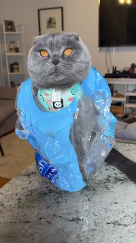 Cats aren’t allowed on the counters… but Matt’s totally invisible in his secret bags. 🤫🐾  #funny #funnycats #cats #funnypets 