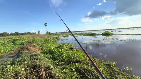 ប្រហែលចង់សុីshimanoដងភ្លោះហើយមើលទៅ😅#fyp #fishing #បបក់ត្រីធម្មជាតិ🎣🇰🇭 