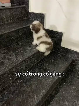 bế lên cái coi chứ mệt quá tr😮‍💨😮‍💨#poodle #poodlelover #pethousebysoc  