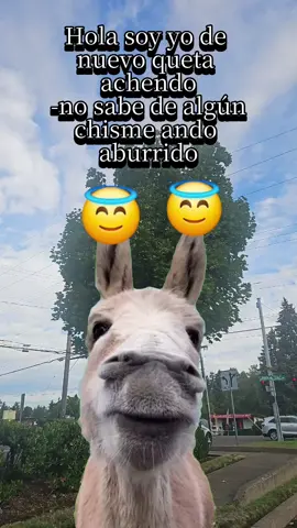 Deja tu like si te gustan mis videos 🤗🤗🤗😇 #diversion #burroloco #preguntasdelburro #humormundial #burrometiche 
