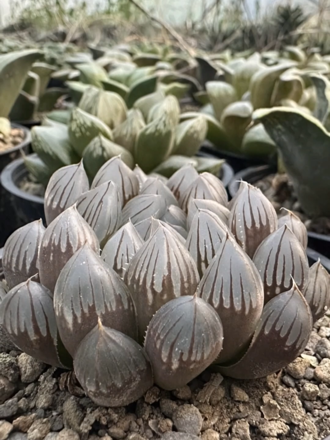 This plant is called Haworthia cooperi. The plant itself is real, but the flower and the motion were generated using AI. #AI #hyacinth #haworthia #succulent #plant