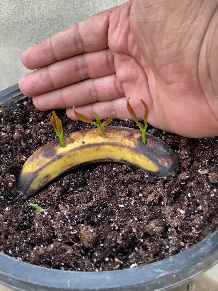 how to grow cloves at home #garden #foryoupage  #viralvideo #viral #fyp 