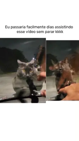o gatinho já endoidou 😂😂 #cachorro #feliz #cachorrofeliz 