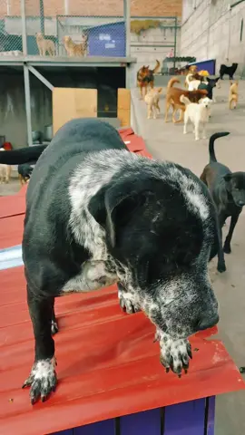 #perrosdelacalle #perros #perritoscallejeros #milagro #corazon 