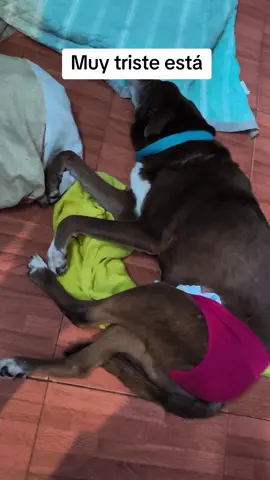 Etapa durísima para los dos, él está triste y a mi se me parte el corazón una vez más #paratiiiiiiiiiiiiiiiiiiiiiiiiiiiiiii  #perros #perrosviejitos #perrosdiscapacitados  #perrotriste 