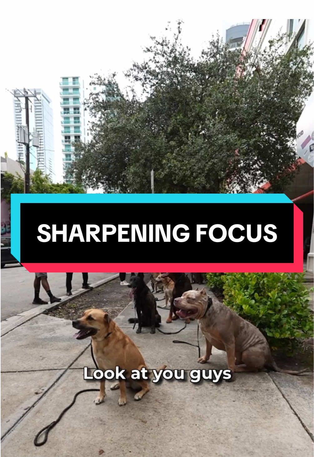 🔥 Advanced class at Cali K9 Miami = dogs locked in, handlers leveled up 💯🐕 We’re building control, focus & engagement you never thought possible. And remember—we’re not just in Miami. We’re in San Jose, LA, Miami & Online 🌍 ➡️ Comment EVALUATION to start your transformation today. 📲📈🔥 #CaliK9 #DogTraining #DogTrainer