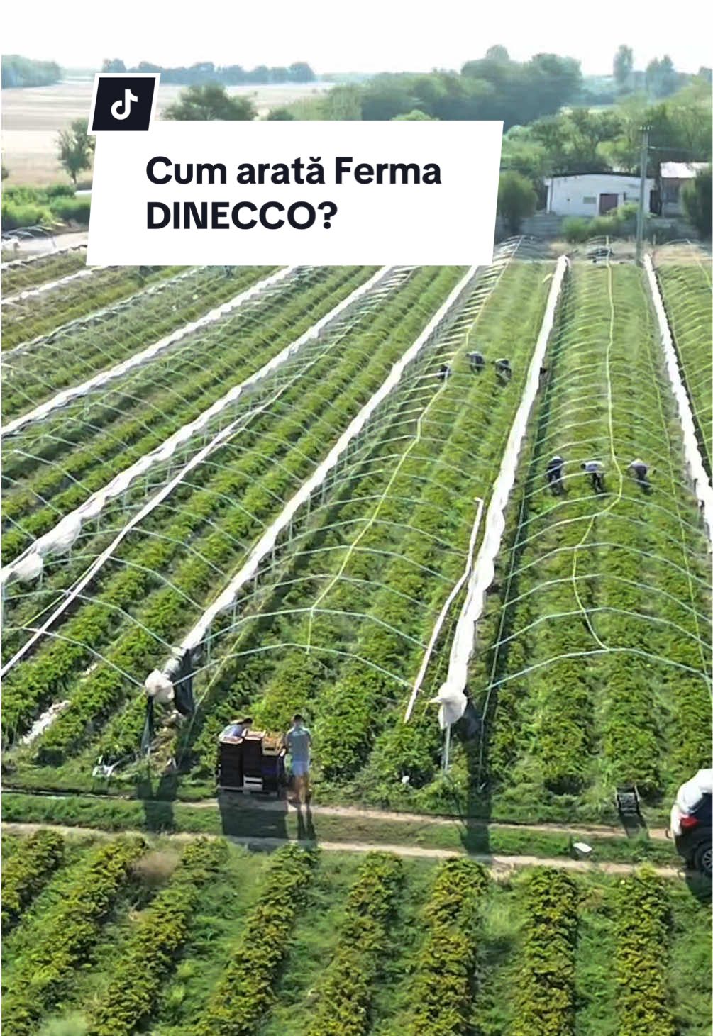 🍓 Descoperă Ferma Dinecco!  Aici, fiecare plantă este aleasă cu grijă pentru a aduce roade bogate și gusturi inconfundabile, apoi fiecare fruct este rezultatul pasiunii pentru calitate și responsabilitate în agricultură. 💚  Alătură-te comunității noastre de iubitori ai produselor de calitate!  Ne găsești pe dinecco.ro pentru mai multe informații despre noi sau pentru a comanda cele mai bune soiuri de căpșuni, direct de la sursă! #fy #fyp #fermadinecco #capsuni #stolonidecapsuni