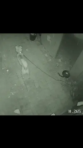 #dogsoftiktok #fyp 