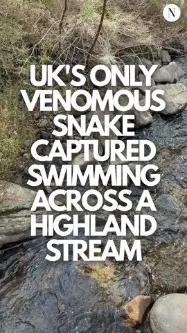 Watch as the UK’s only venomous snakes swims across a fast-flowing stream in the Highlands, captured by a national park ranger 👀 #adder #cairngorms #cairngormsnationalpark