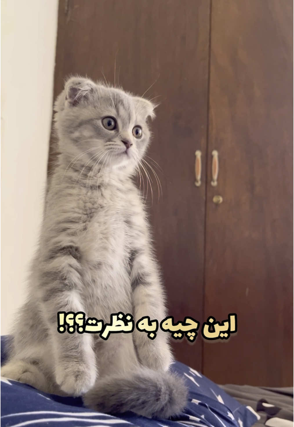 فالو و لایک کن عزیزم🥰♥️ —————- . . . . . #cat #catlover #catlovers #catlife #گربه #cats #pets #catoftiktok #pet #گربه_من #گربه_ملوس #fun #funny 