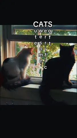 #cats