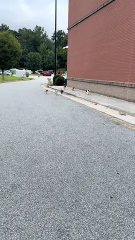 The puppy distribution system finally found me!! I’ve been waiting for this day my whole life 🥰  #puppies #puppydustribution