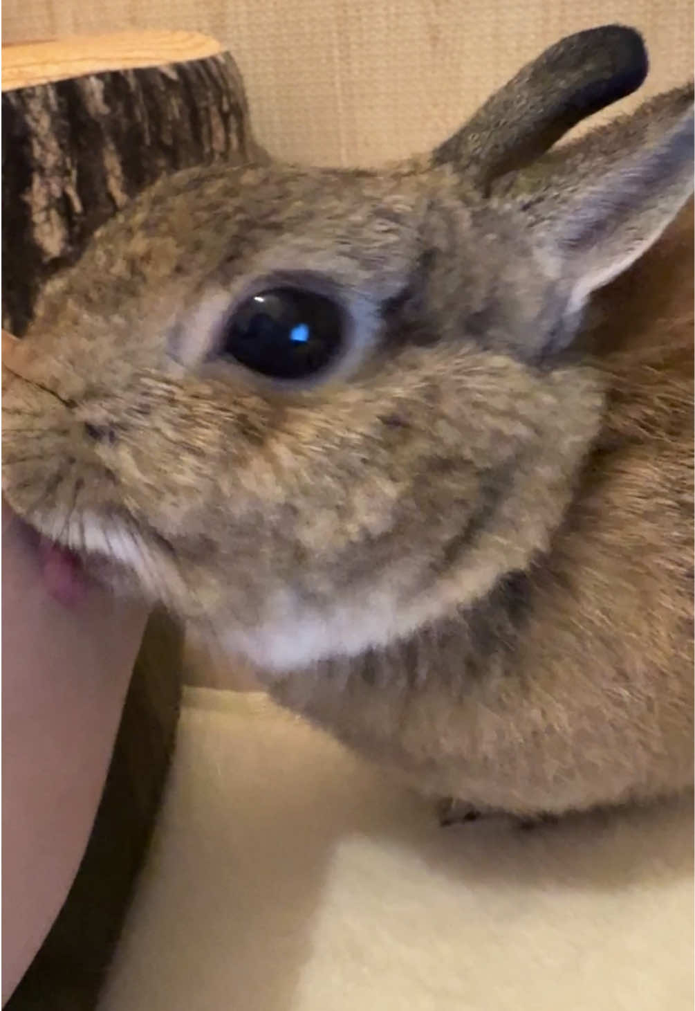 今日すごい舐めてくる。たすかる〜 #うさぎ #rabbit #rabbitlove #ペットのいる暮らし #うさぎ好きさんと繋がりたい 