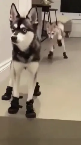 Try not to laugh 😂😂😂 #funny #animals #funnypets #dog #pet 