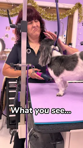 I swear it’s every Shih Tzu everrrrr 🥴😅😅 but I still love them!  #shihtzusneeze #businessowner #dogsneeze #groomersoftiktok #professionaldoggroomer 