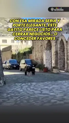 Te presentamos al Michi Padrino 🐱🎩💼 🐾😼  #Michi  #Humor  #TikTokViral #redpatrianueva 