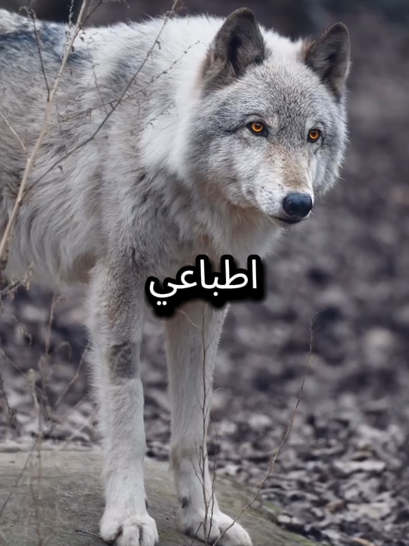 عاهدت نفسي ان اغير بعضا من اطباعي  #اقتباسات_عبارات_خواطر #خواطر #اقوال #المواقف #عبارات 
