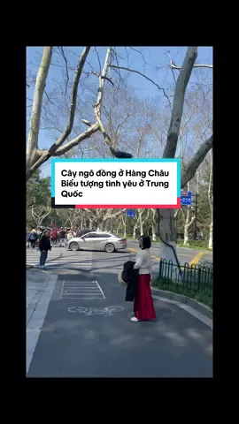 Tưởng Giới Thạch vì yêu Tống Mỹ Linh , mà trồng cả 1 đại lộ Nam Kinh cây ngô đồng tặng bà , đến bây giờ giới trẻ Trung Quốc vẫn ngưỡng mộ tình yêu lãng mạn mà ông dành cho bà....  #hàngchâu #tourtrungquoc #câyngôđồng #trungquoc 
