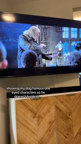 he’s an auror, dex! #dogs #movies #harrypotter 