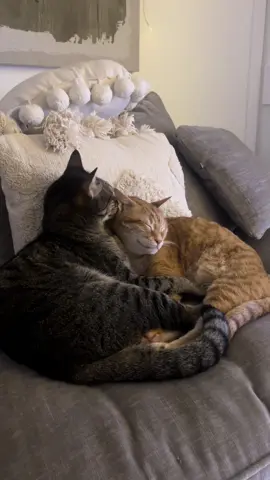 Just two happy little catties doing happy little catty things ☺️#cat #cutecat #catlover #tiktokcats #lovecats 