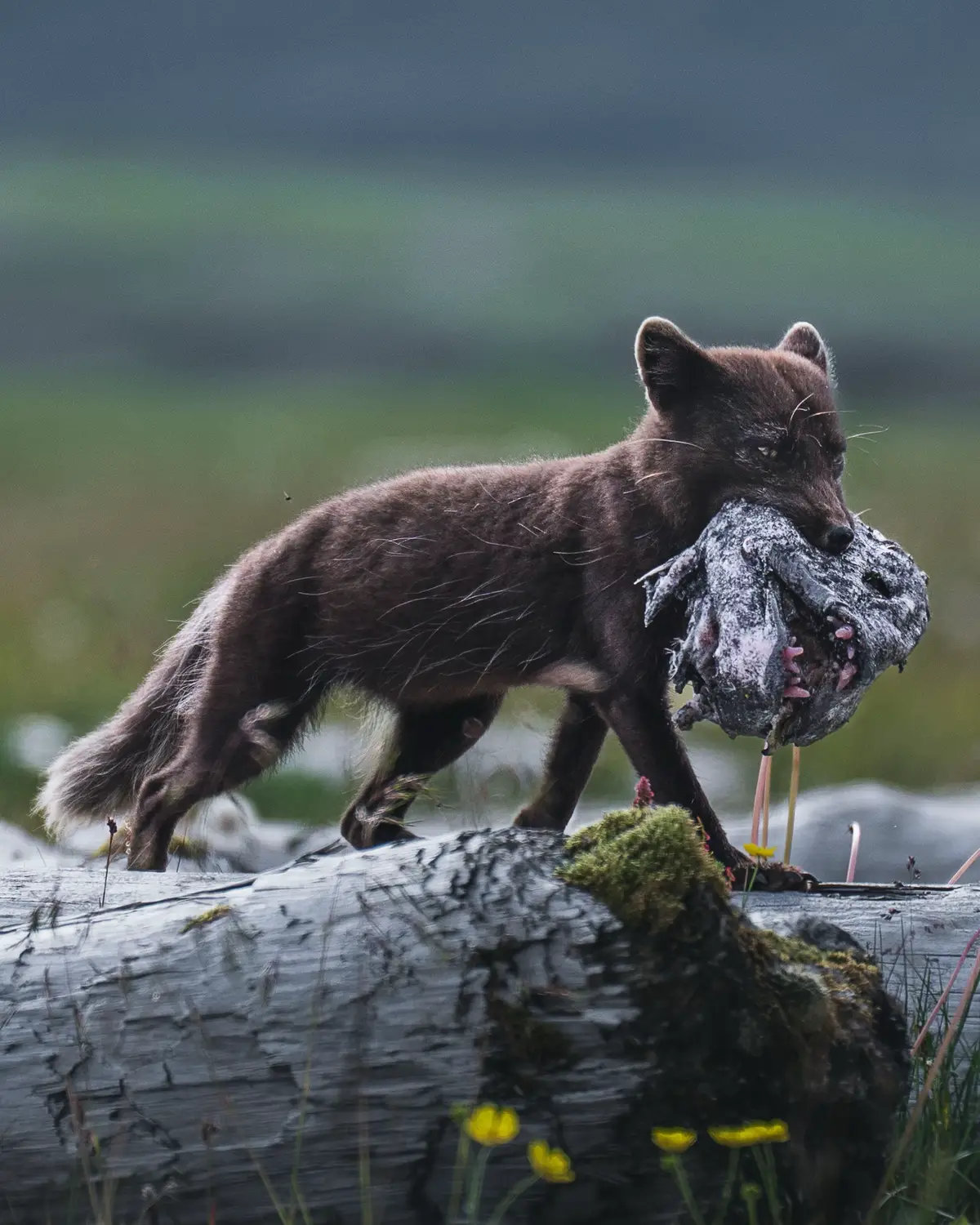 The story behind this photo is one of our favorites involving the Arctic foxes... The mother fox returned to the den every few hours with food for the cubs. Sometimes it was birds, once she had found a loaf of bread somewhere, and more often she returned with fish. But this huge and scary-looking fish head of a wolffish, also known as the seawolf, surprised us greatly. As soon as I saw the female fox approach, I knew I needed a photo, so I lay down in the grass and waited for her to climb over the tree trunks. We later learned that another group had observed a seal catching and killing this seawolf the day before. The head must have later washed up on the beach, where the female fox found it. What a special moment! We felt like we were in the middle of a NatGeo documentary. #arcticfox #polarfox #wildlife #wildlifephotography #photography 
