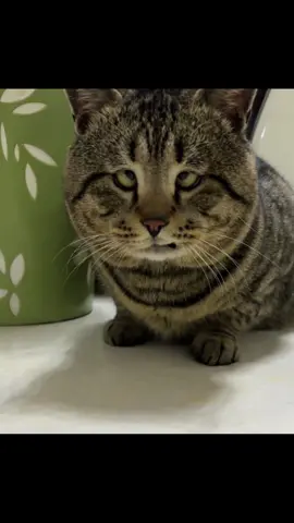 #cats